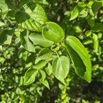 Acalypha crenata ഇല