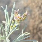 Parolinia ornata Flower