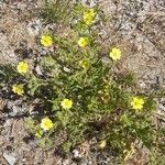 Potentilla recta Hábitos