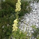 Aconitum vulparia अन्य