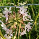 Saponaria officinalisFloro