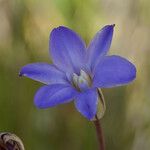 Brodiaea kinkiensis Fleur