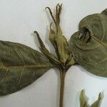 Faramea sessiliflora