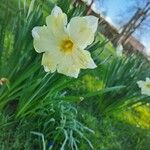 Narcissus × incomparabilis Květ