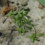 Callitriche terrestris Habitus