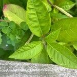 Phytolacca rivinoides Blad