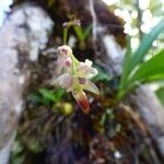 Bulbophyllum minutum Floare