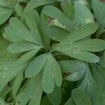 Corydalis solida Folha