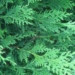 × Hesperotropsis leylandii Leaf