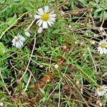 Erigeron karvinskianus Tervik taim