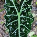 Alocasia longiloba Лист