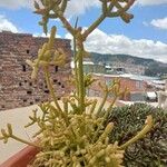 Rhipsalis cereuscula Hoja