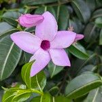 Cryptostegia grandiflora 花