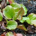 Bergenia crassifolia Leaf