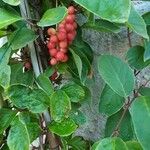 Schisandra chinensis Plod