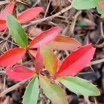 Berberis gagnepainii Blad