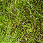 Carex remota 形態