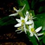 Heteranthera reniformis Цвят