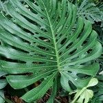 Monstera deliciosa Leaf