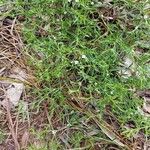 Polypremum procumbens List