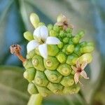 Morinda citrifolia Blüte