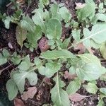 Eruca sativa Leaf