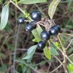 Ligustrum vulgare Fruit