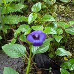 Torenia asiatica Flower