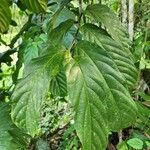 Tetrathylacium macrophyllum Лист
