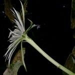 Epiphyllum hookeri Çiçek