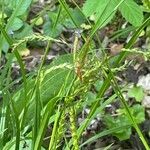 Carex sylvatica Blomst