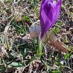 Crocus heuffelianus Çiçek