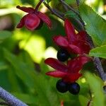 Ochna serrulata Fruit