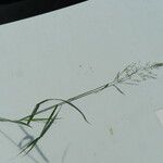 Agrostis stolonifera Συνήθη χαρακτηριστικά