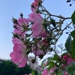 Rosa setigera 花