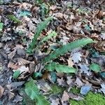 Asplenium scolopendrium Liść