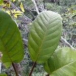 Ficus dzumacensis Blad