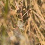 Lactuca inermis Плід