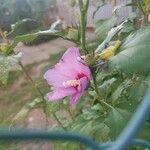 Hibiscus elatus Kvet