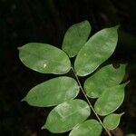Crudia bracteata Φύλλο