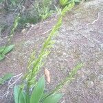 Habenaria tridactylites Blomst