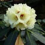 Rhododendron lacteum