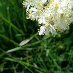 Filipendula vulgarisFlower