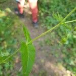 Stellaria aquatica Foglia