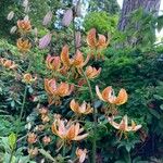 Lilium humboldtii