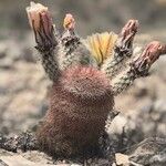 Echinocereus dasyacanthus Квітка