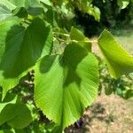 Tilia dasystyla Deilen