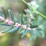 Erica tetralix Hoja