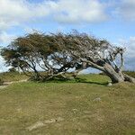 Nothofagus pumilio موطن