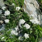Achillea erba-rotta Цветок